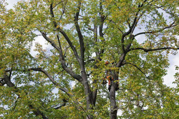 Best Tree Disease Treatment  in Sonora, CA